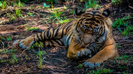 Tiger licking its paws in a park