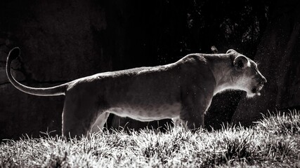 Grayscale shot of a lion in the sun