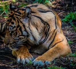 Big tiger (Panthera tigris) resting in the wild