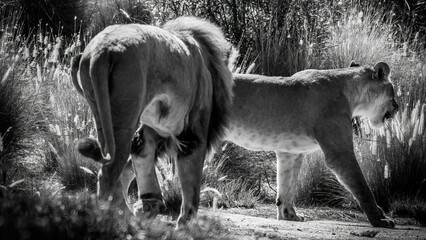 Grayscale shot of lions (Panthera leo) in the wild