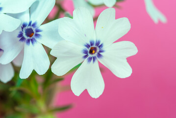 Little white flowers on light pink background macro - 782930158
