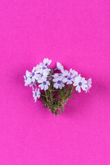Little white flowers on light pink background - 782930181