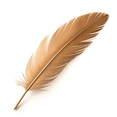 Feather on white background, literature color macro gold, animal wing