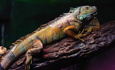 Closeup on detailed chameleon skin