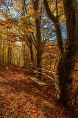 Vertical shot of a wooden bench between two trees in a colorful autumn park