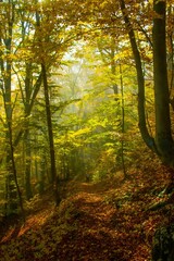 Vertical shot of colorful trees and dry leaves on the ground in a forest under the shining sun