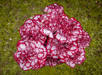 macro of vivid beautiful carnations with scalloped petals