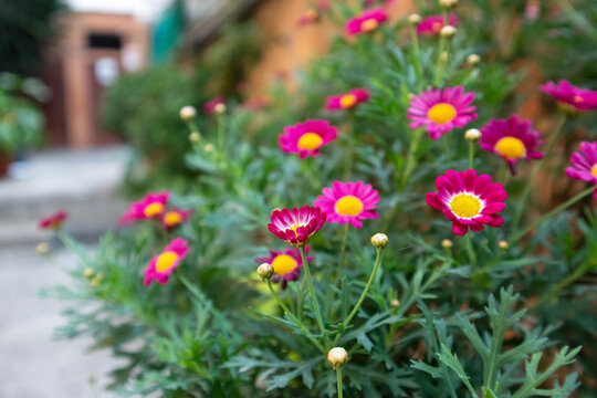 Inquadratura ravvicinata di un cespuglio di margherite rosa fucsia con centro giallo brillante all'aperto nel giardino di un borgo storico sfocato sullo sfondo