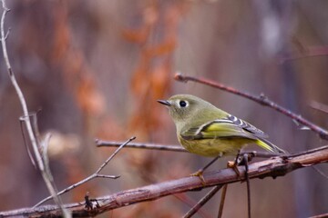 Selective focus of a ruby-crowned kinglet perched on a tree branch with blurred background