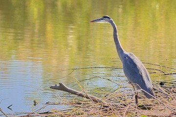 Great blue heron in front of a pond.