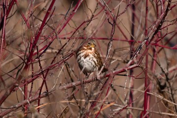 Close-up shot of a common reed bunting sitting on branches