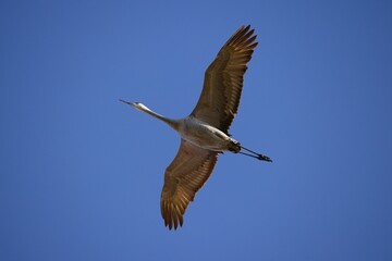 Aerial low angle shot of a crane flying in the air against the bright blue sky