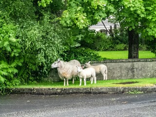 Mother sheep with two lambs standing by green trees