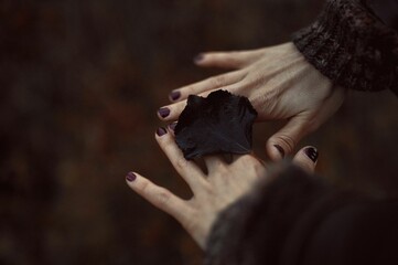 Closeup shot of hands holding a dark black leaf