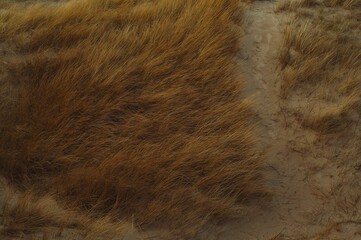 High angle shot of dry brown reeds growing on a sandy field