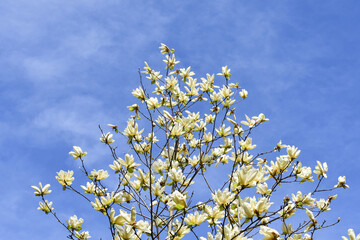 キンジュモクレン