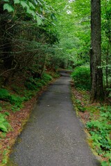 Vertical shot of a narrow footpath in the green forest.