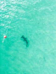 Hammer head shark swimming in water - obrazy, fototapety, plakaty