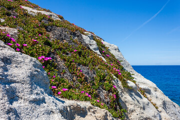 granite rocks and the fuchsia flowering of the Hottentot figs at Capo Sant Andrea, in the Tuscan archipelago