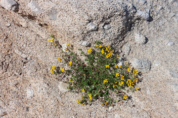 the force of nature: yellow flowers emerge between the cracks of a rock 