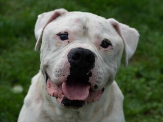 Closeup shot of a white dog in the green grass.