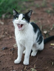Vertical shot of the black and white cat on the street