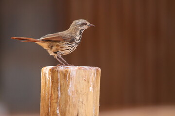 Small bird from sideview on a piece of wood with blurred background
