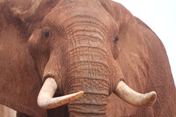 Closeup shot of the details of an elephant's face