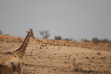 Giraffe walking alone in sands landscape under a gray sky
