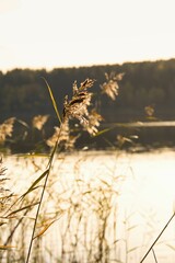golden wheat and a lake in the background