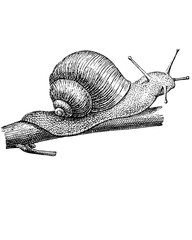 Crawling Snail sketch isolated on white. Hand drawn sketch illustration engraving style - 782935793
