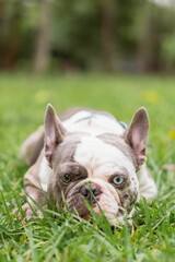 Vertical shot of a French bulldog in a grass covered field in a park during daytime