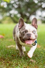Vertical shot of a French bulldog in a grass covered field in a park during daytime