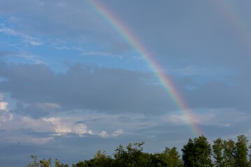 Rainbow in the blue blue sky on trees forest