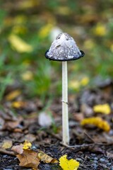 Vertical closeup of a Shaggy ink cap mushroom on a long stalk, with foliage in the background