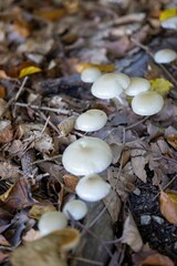 Vertical view of a cluster of Psilocybe serbica mushrooms growing out of a rotting log in the forest