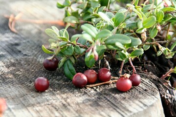 Mesmerizing shot of Lingonberry (Vaccinium vitis-idaea) with green leaves placed on a wooden surface - obrazy, fototapety, plakaty