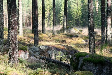 Sunny pine forest with mossy stones and rocks