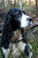 Vertical shot of the English Springer breed of gun dog with long coat, with a collar in a forest