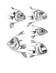 Daurade fish sketch isolated on white. Hand drawn sketch illustration engraving style  - 782936991