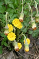 Vertical closeup shot of yellow dandelion flowers on a blurred background