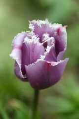 Vertical closeup shot of a tulip blue heron on a blurred green background