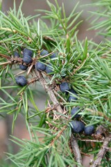 Closeup vertical shot of a branch of Common juniper on a blurred background