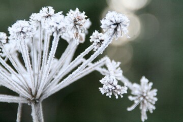 Closeup shot of frozen flowers in winter on a blurred background