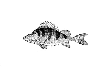 Carpe fish sketch isolated on white. Hand drawn sketch illustration engraving style - 782937300