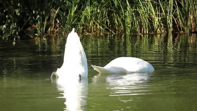 Closeup of swans on a lake surrounded by greenery under the sunlight