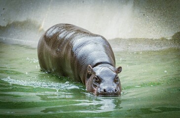 Closeup of a hippopotamus going into a pond in a zoo