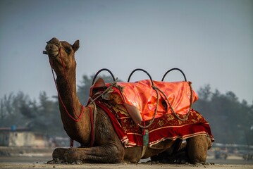 Camel in the desert with red clothings