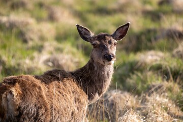 Beautiful view of a wild deer in a field