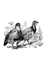 Partridge bird sketch isolated on white. Hand drawn sketch illustration engraving style - 782939526